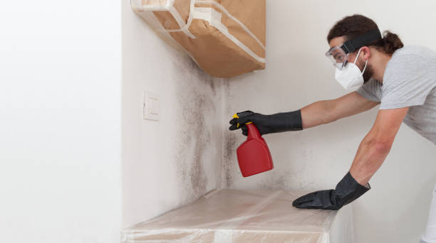 Professional Basement Mold Remediation technician working in West Hempstead, NY